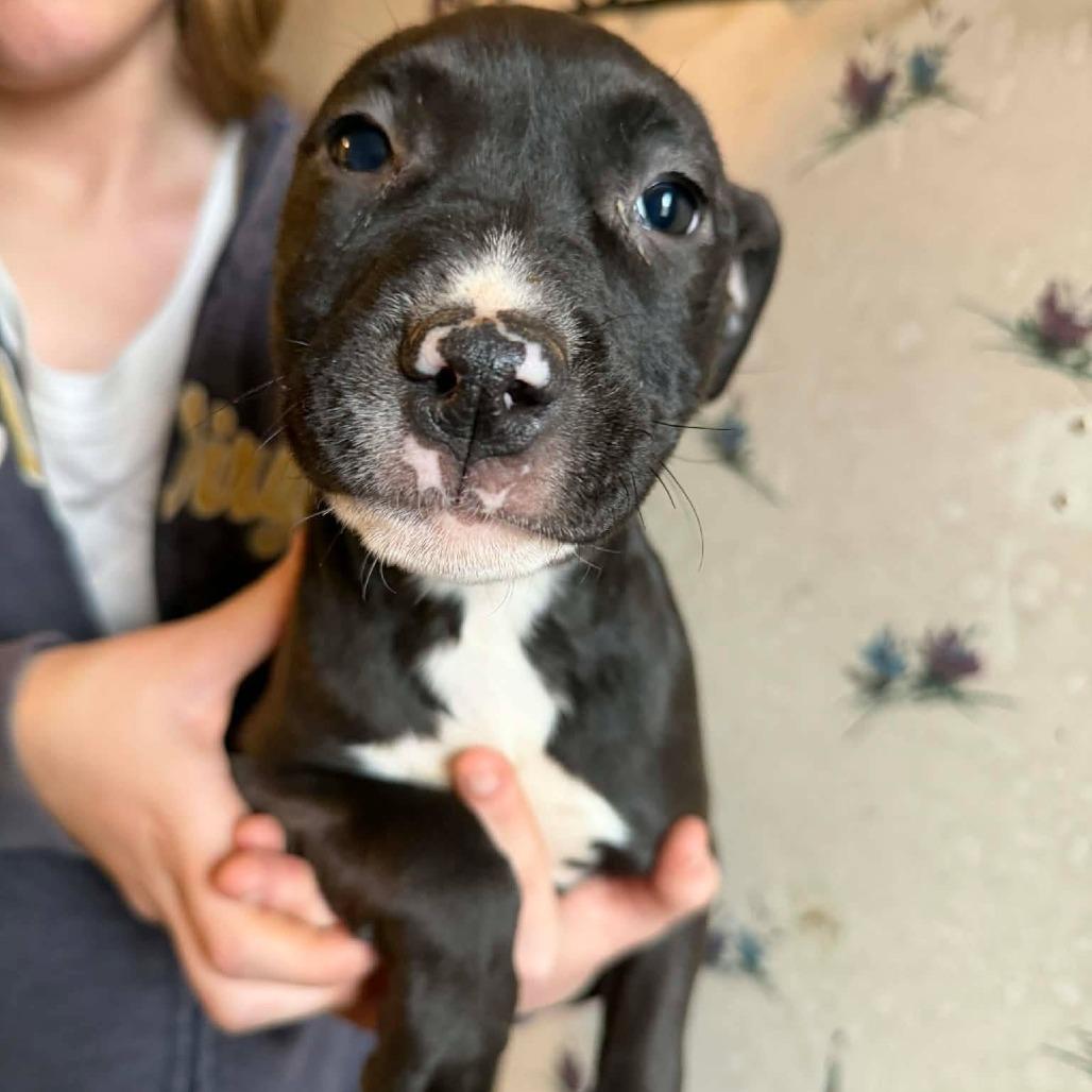 Enlarge Bluey, a Adoptable Pit Bull Terrier in Jarrettsville, MD image 4/6