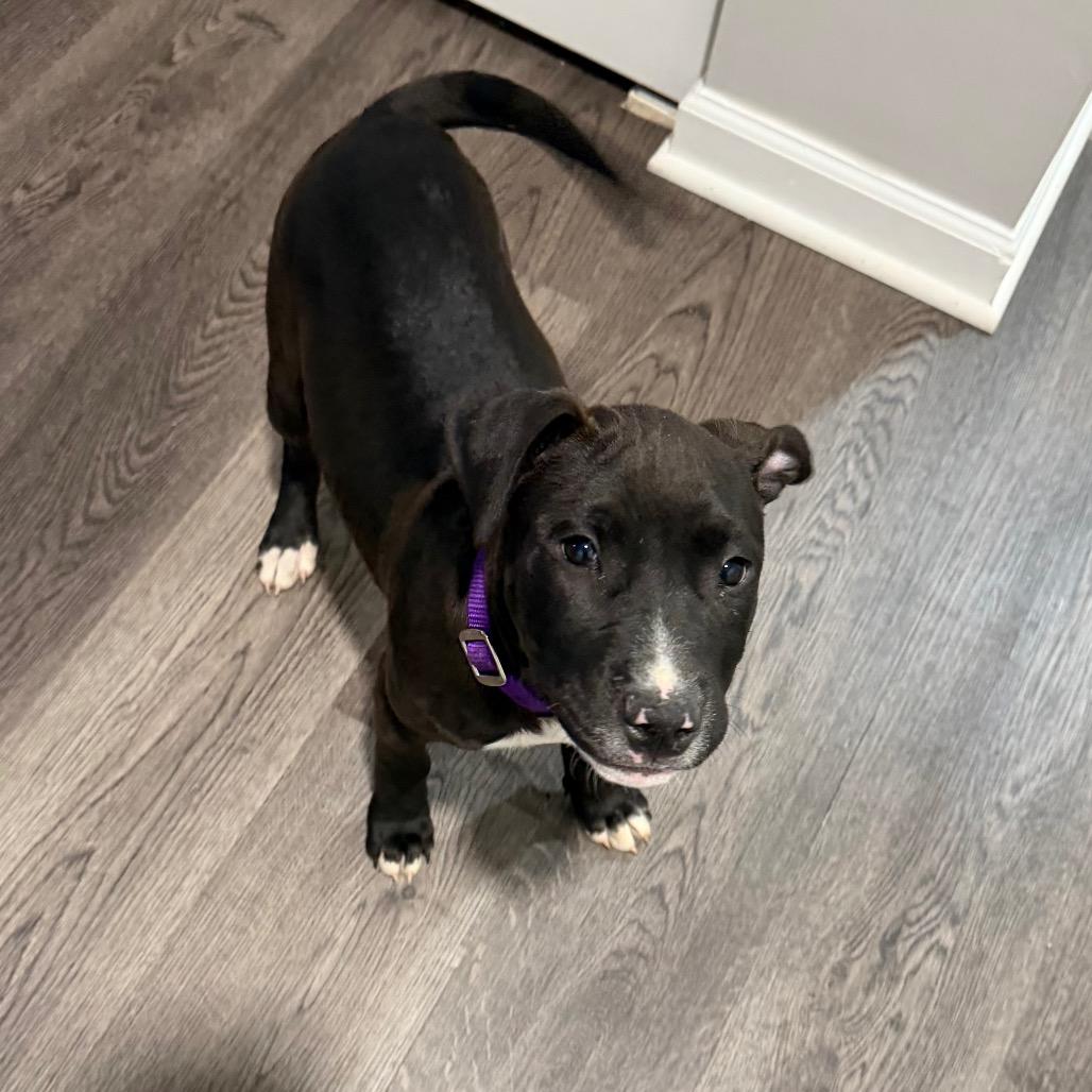 Enlarge Bluey, a Adoptable Pit Bull Terrier in Jarrettsville, MD image 5/6