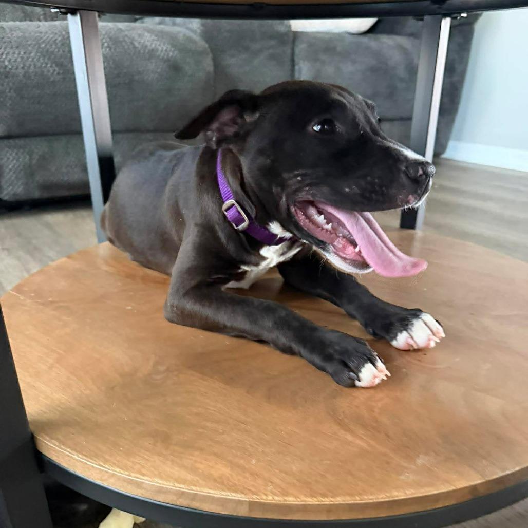 Enlarge Bluey, a Adoptable Pit Bull Terrier in Jarrettsville, MD image 6/6