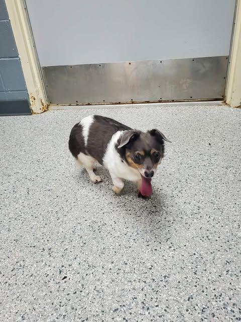 Gracie, Adoptable, Senior Female Chihuahua & Beagle.