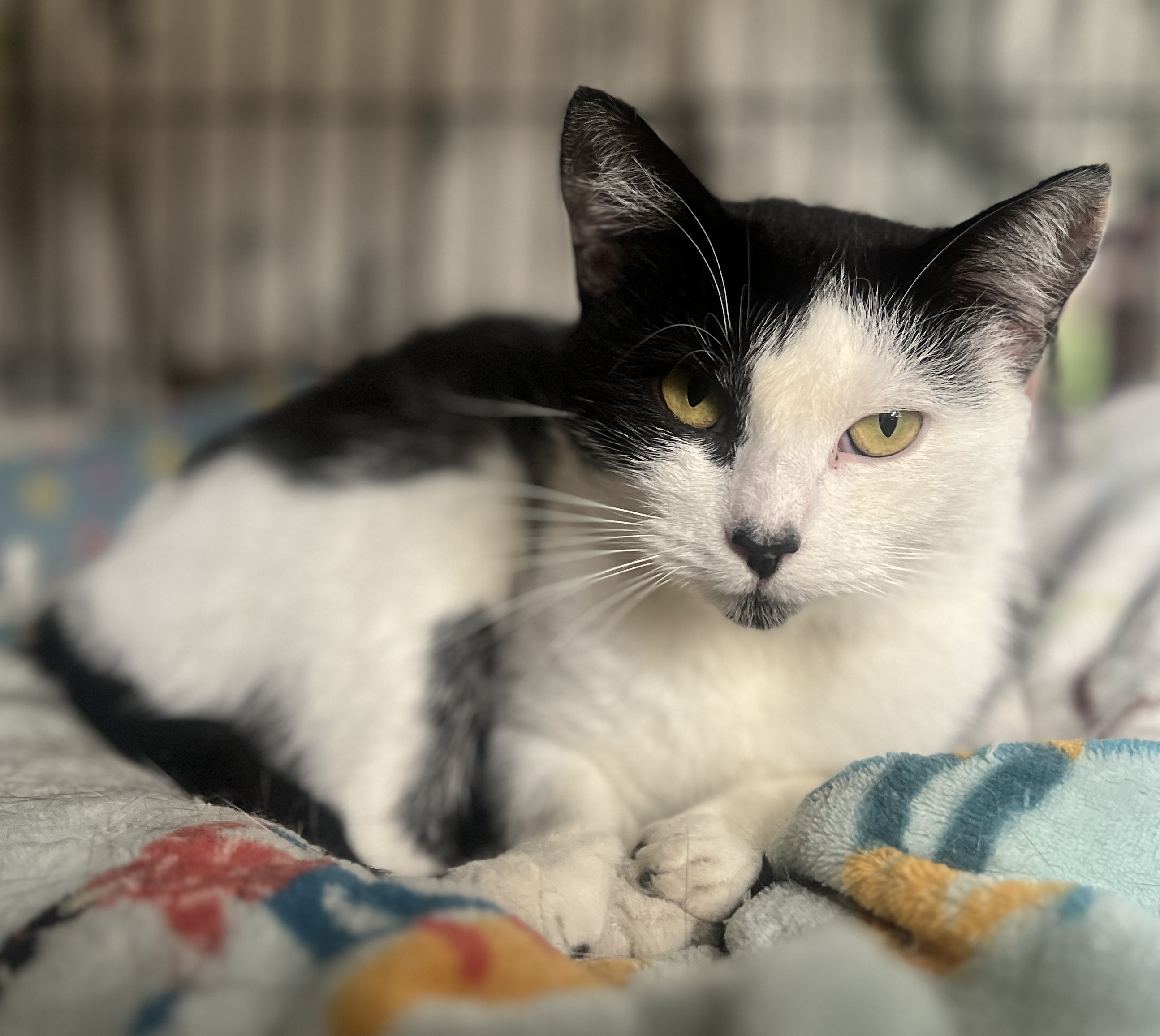 TORI, a Adoptable Domestic Short Hair in Spotsylvania, VA image 4/4