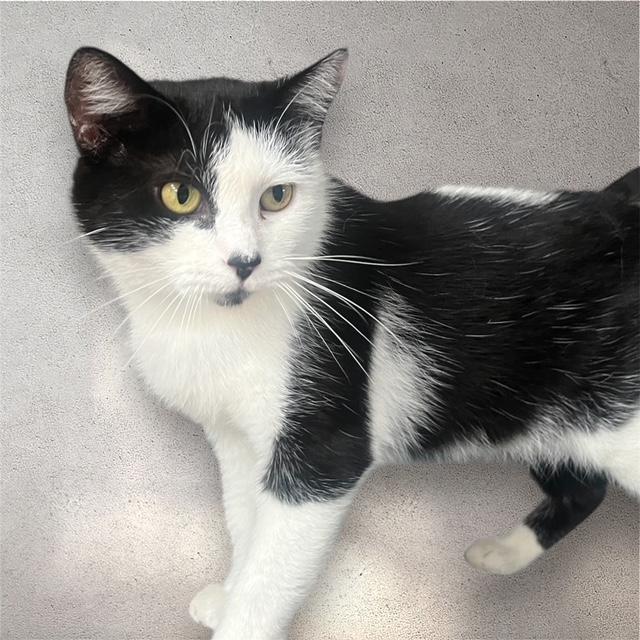 TORI, a Adoptable Domestic Short Hair in Spotsylvania, VA image 1/4