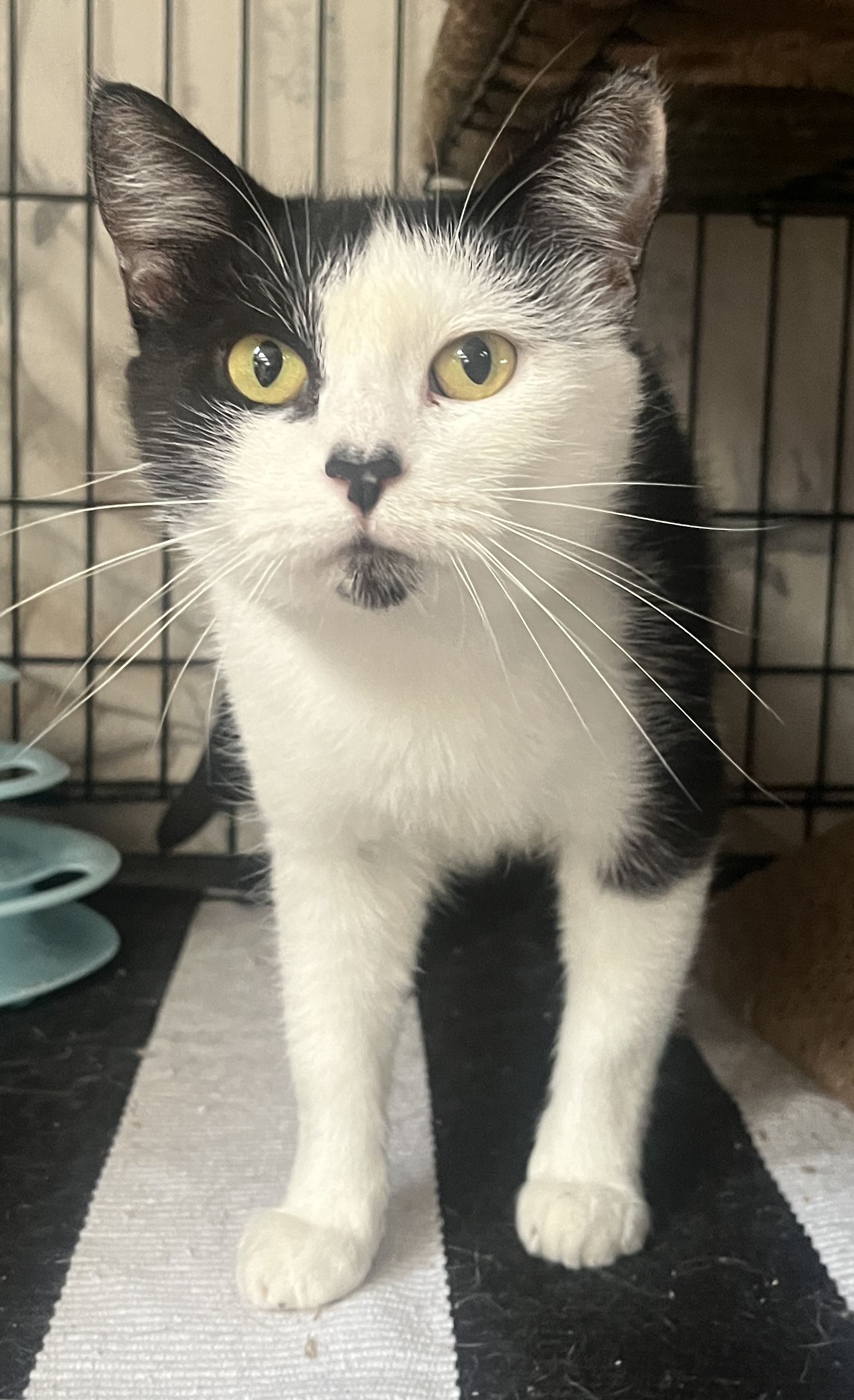 TORI, a Adoptable Domestic Short Hair in Spotsylvania, VA image 3/4