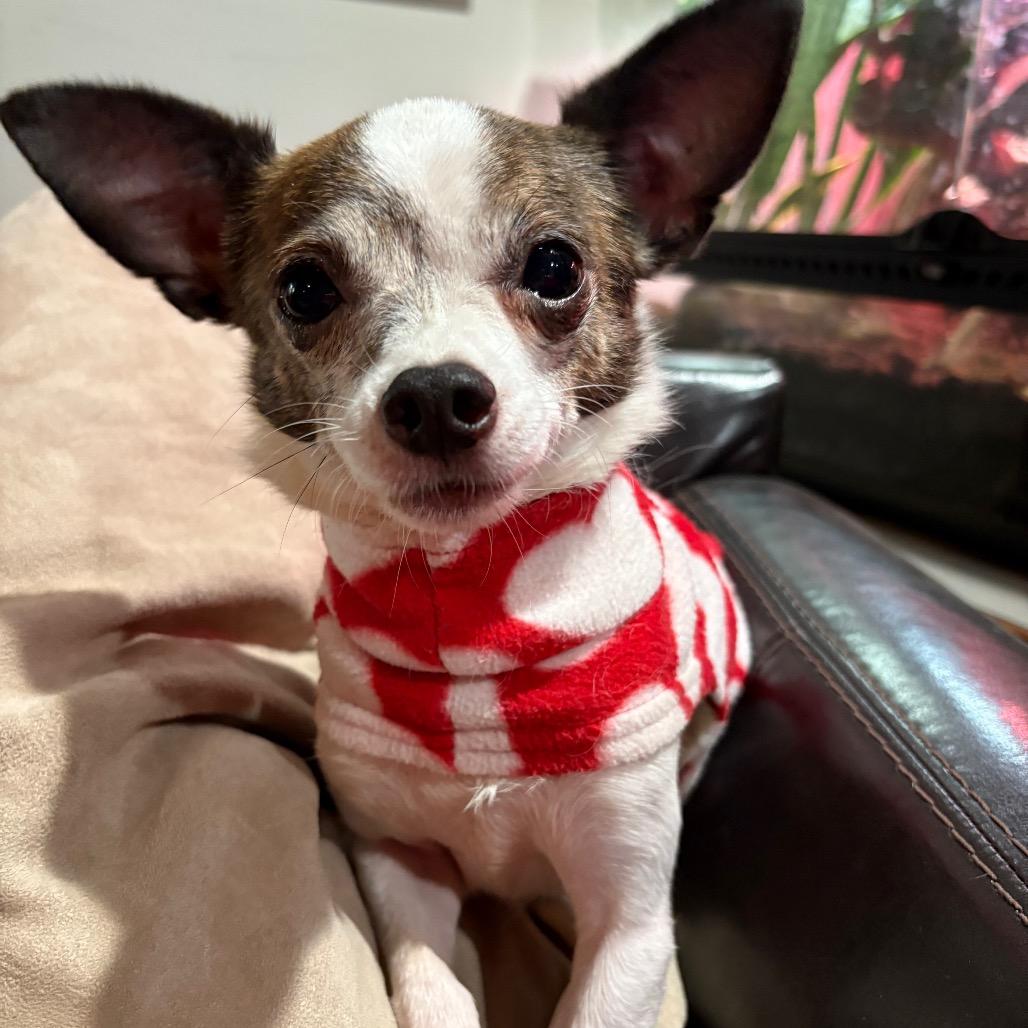 Chino, a Adoptable Chihuahua in Napoleon, OH image 1/4