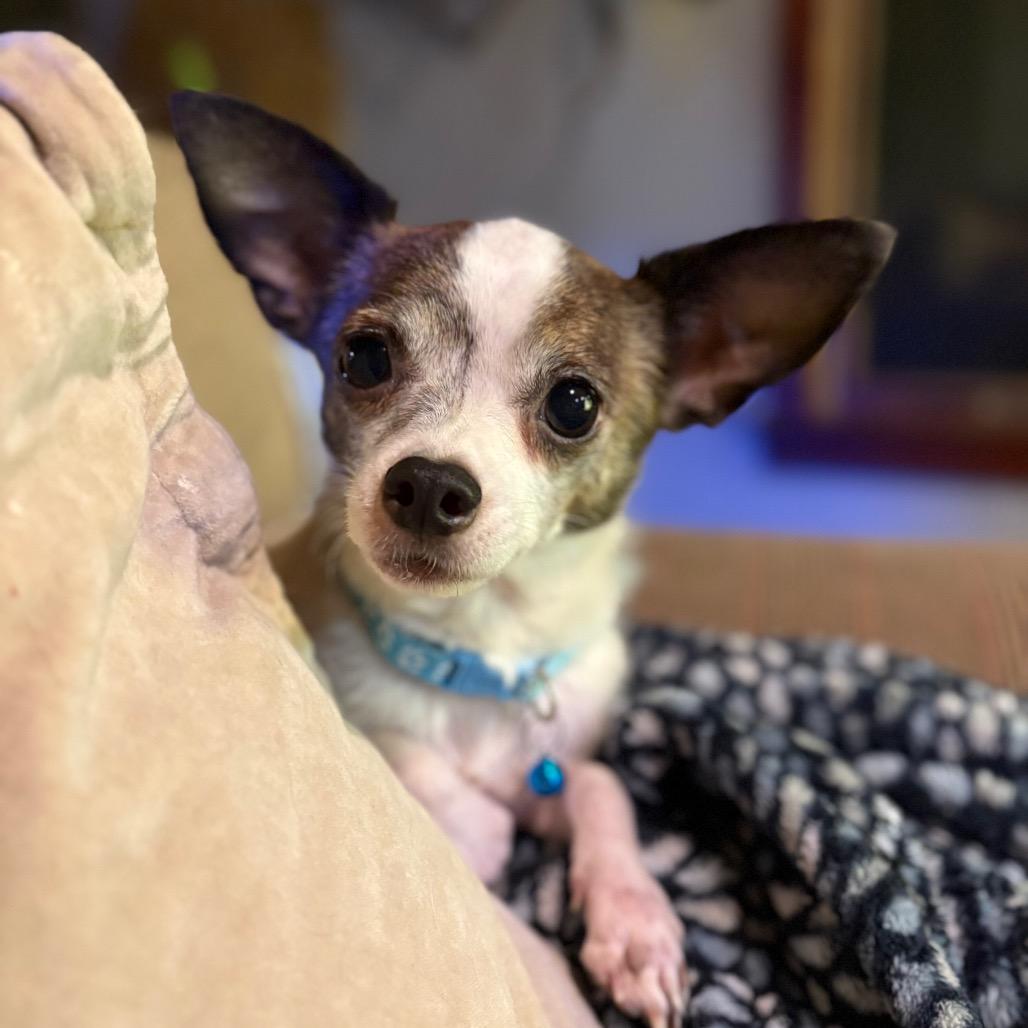 Chino, a Adoptable Chihuahua in Napoleon, OH image 3/4