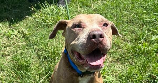 Chance, a Adoptable mixed breed in Scott, LA image 1/5
