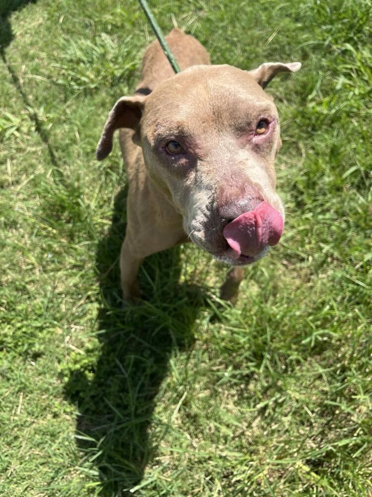 Enlarge Chance, a Adoptable mixed breed in Scott, LA image 1/5