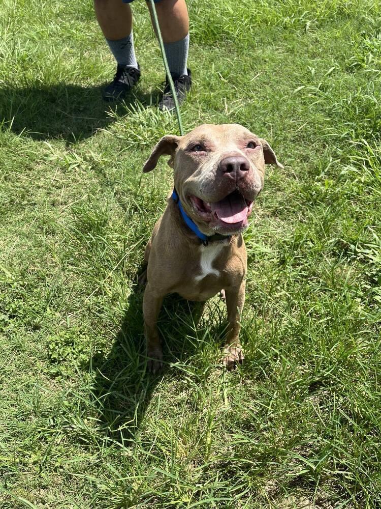 Enlarge Chance, a Adoptable mixed breed in Scott, LA image 2/5