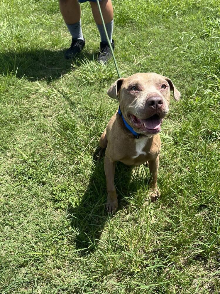 Enlarge Chance, a Adoptable mixed breed in Scott, LA image 3/5