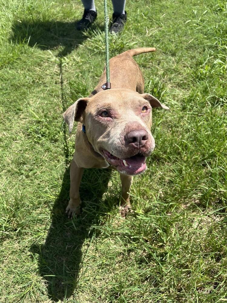 Enlarge Chance, a Adoptable mixed breed in Scott, LA image 4/5