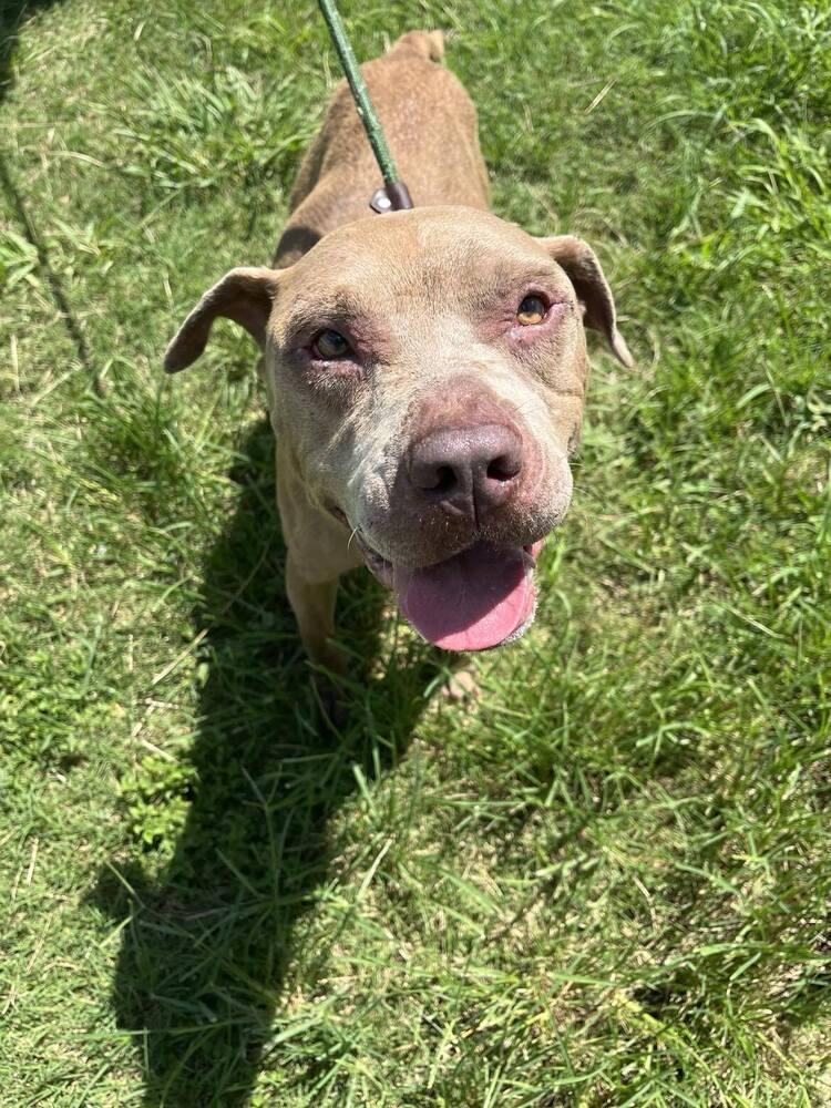 Enlarge Chance, a Adoptable mixed breed in Scott, LA image 5/5