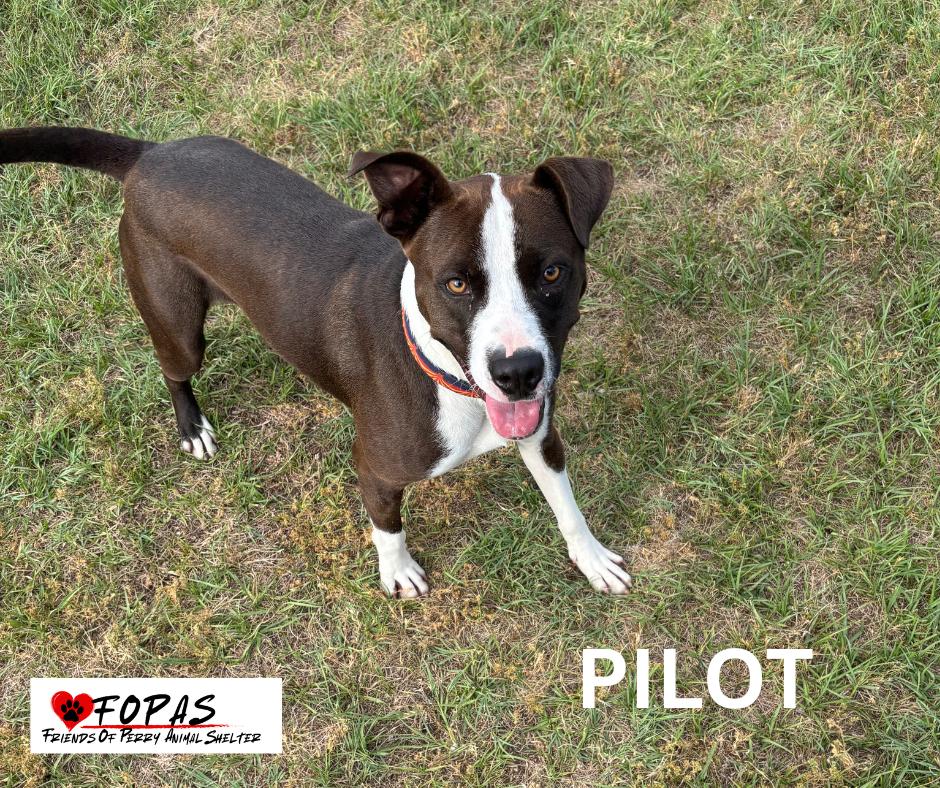 Pilot, ADOPTABLE, Young Male Boxer & Terrier.