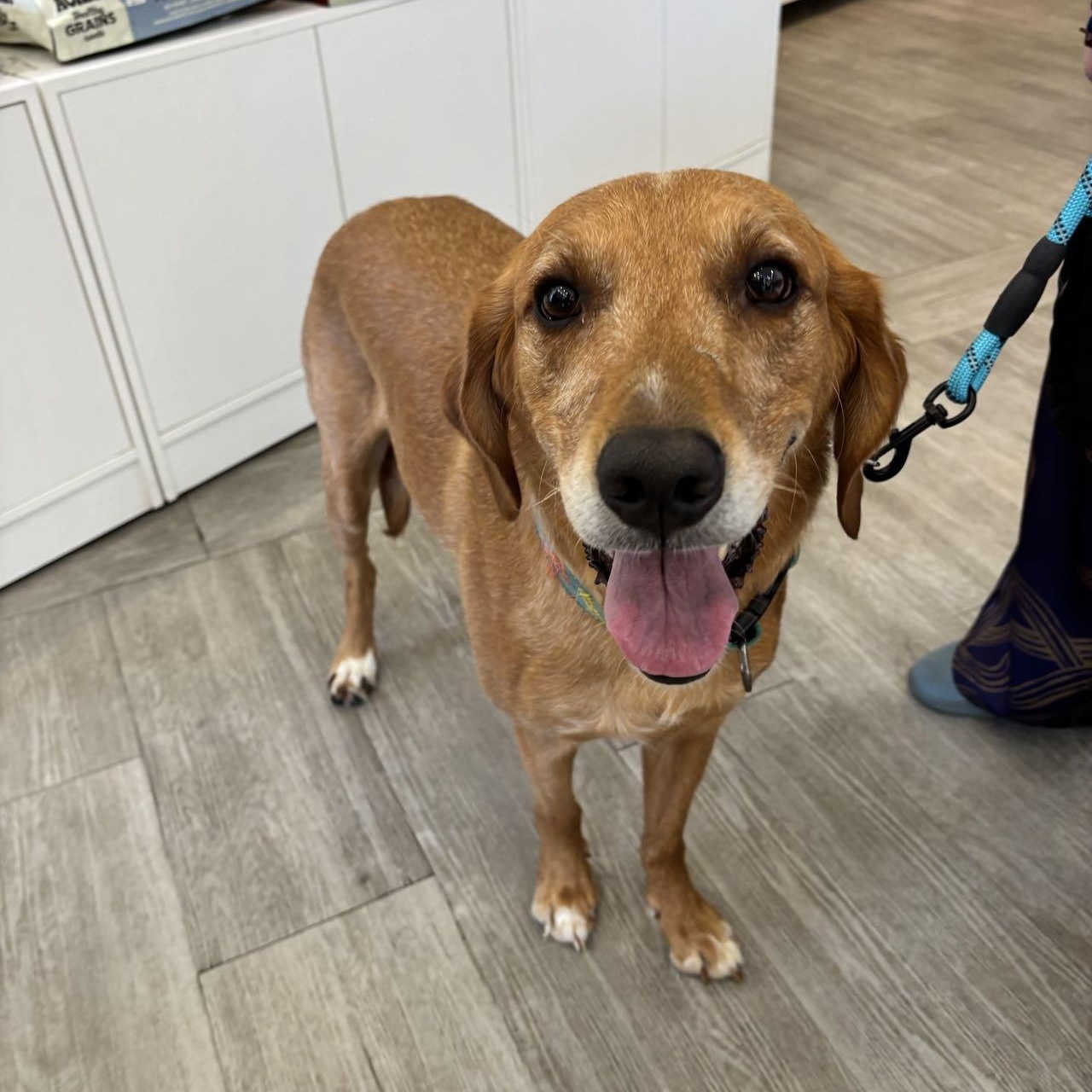 Happy, Adoptable, Young Male Mixed Breed & Labrador Retriever.