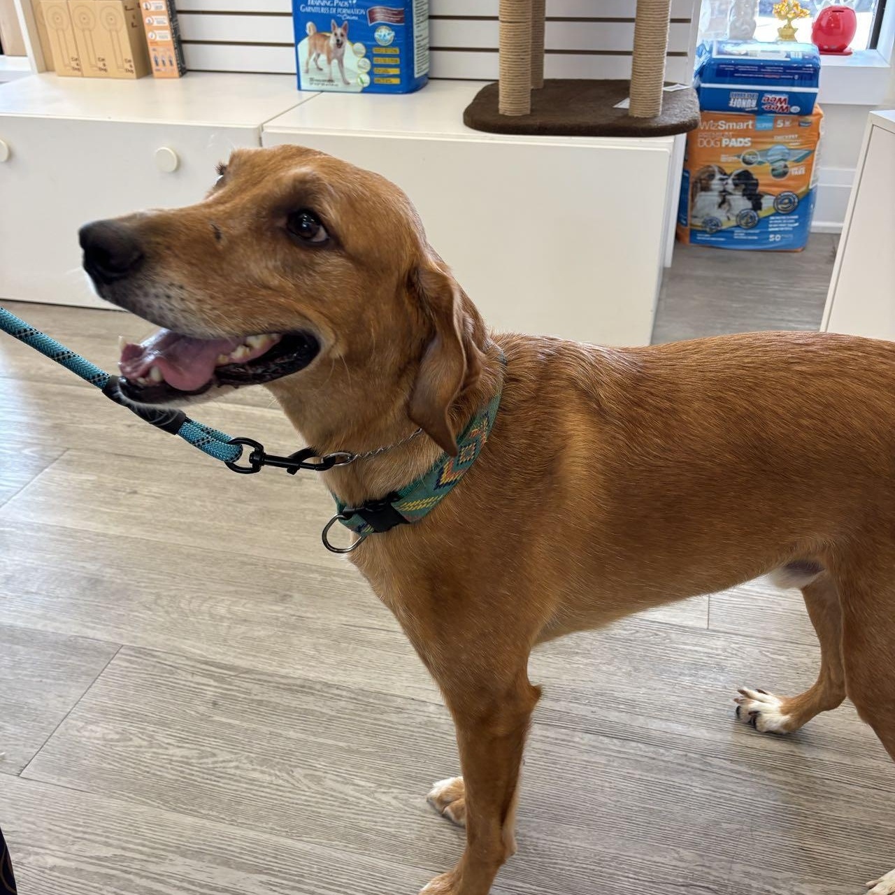 Enlarge Happy, a Adoptable mixed breed in Markham, ON image 3/4