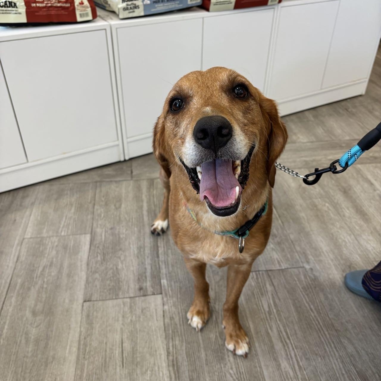 Enlarge Happy, a Adoptable mixed breed in Markham, ON image 2/4