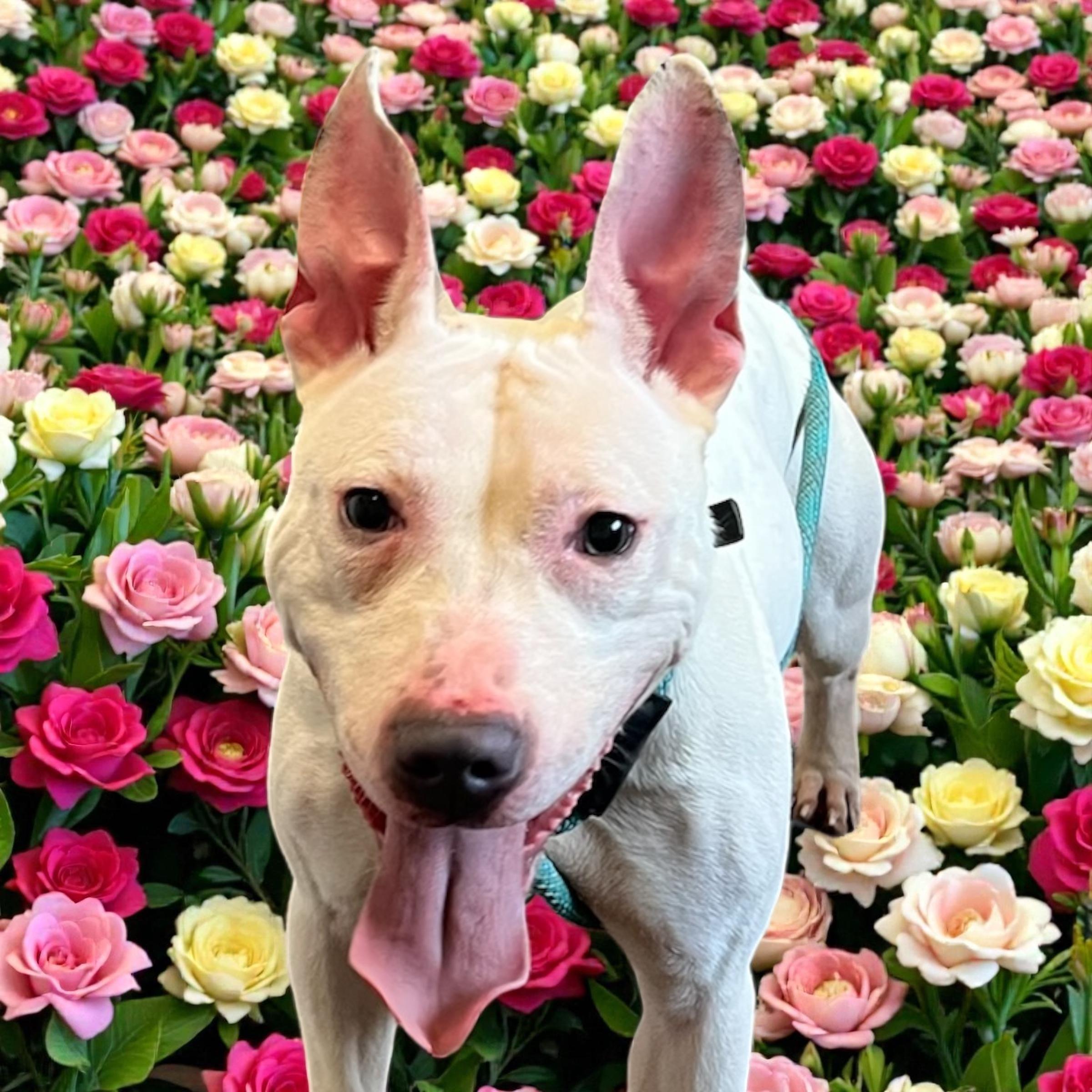 Keller, ADOPTABLE, Young Female Pit Bull Terrier.