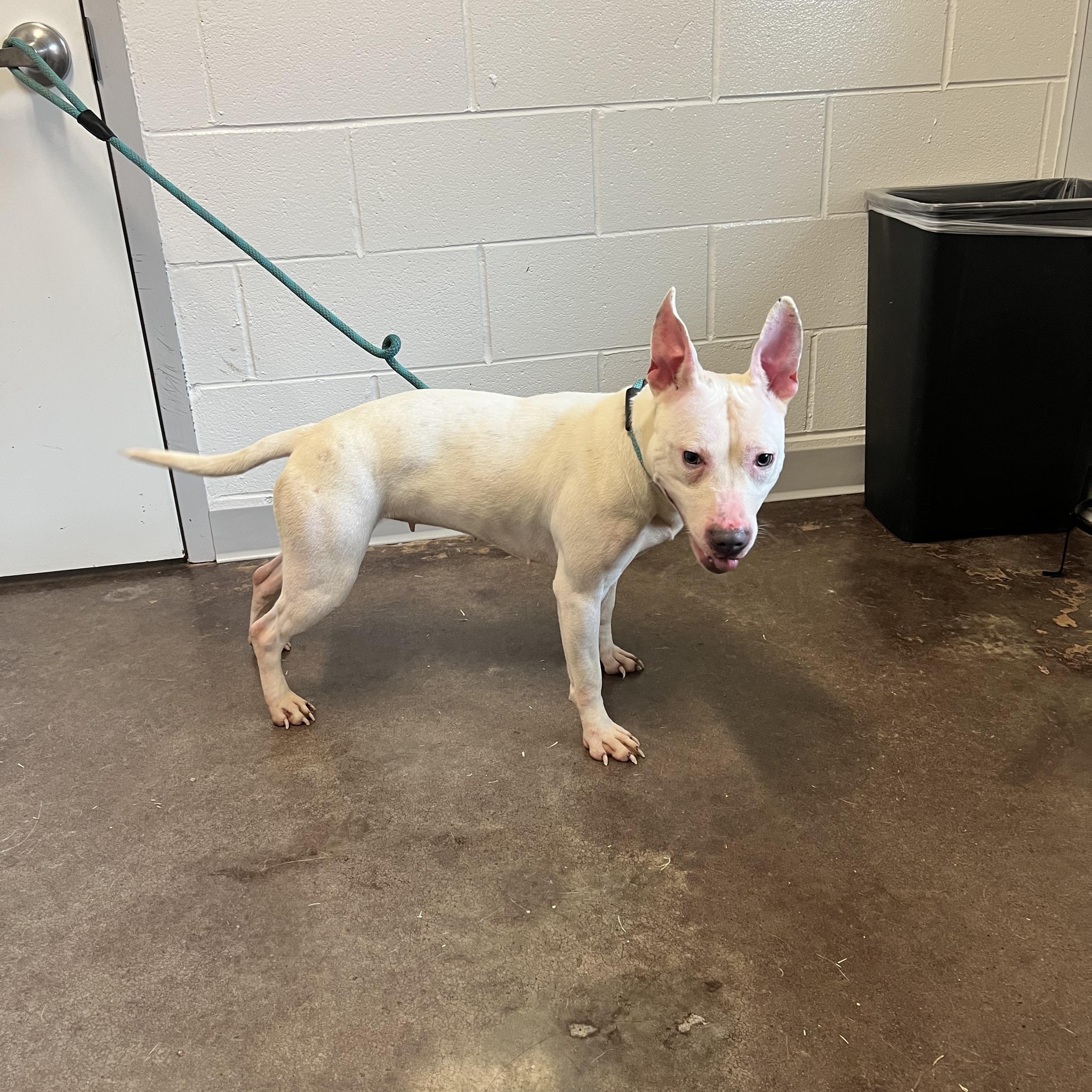 Keller, a ADOPTABLE mixed breed in Horn Lake, MS image 2/5