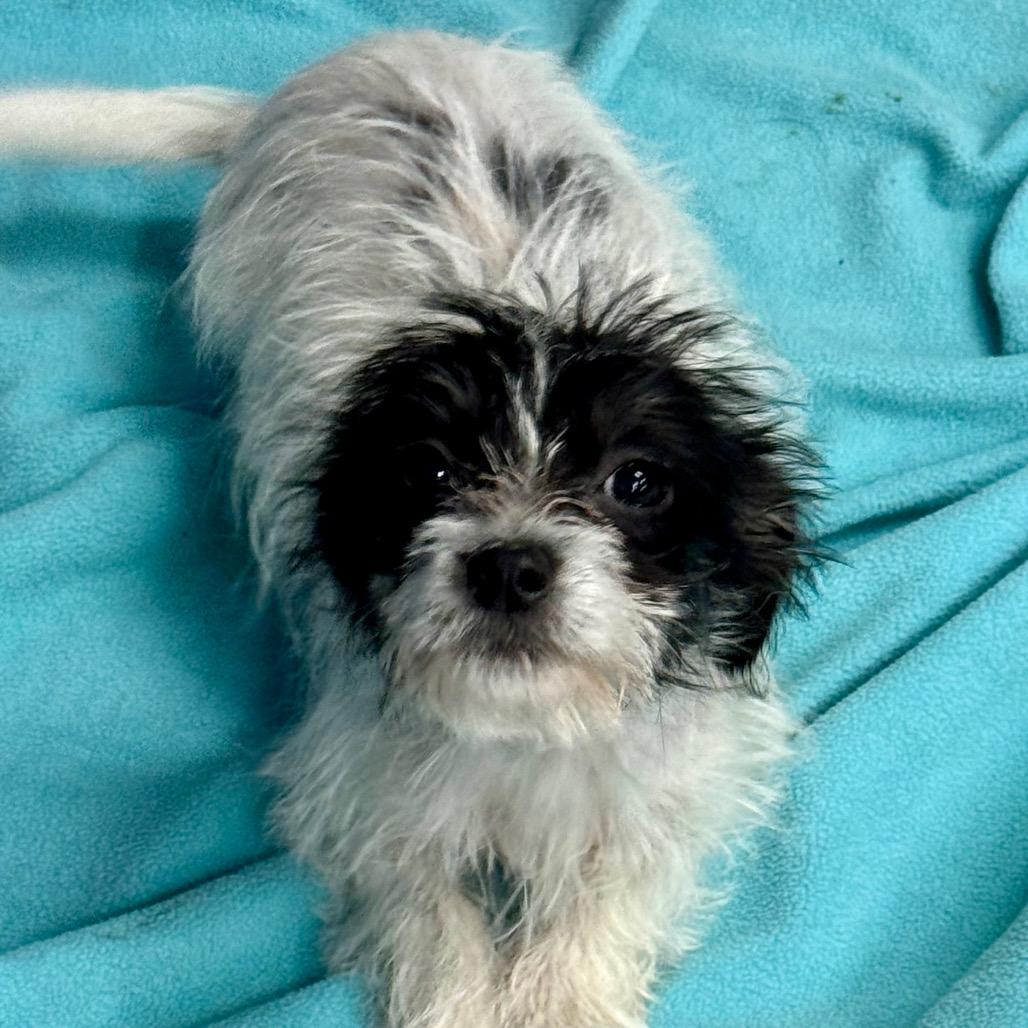 Star, a Adoptable mixed breed in Blue Ridge, GA image 2/4