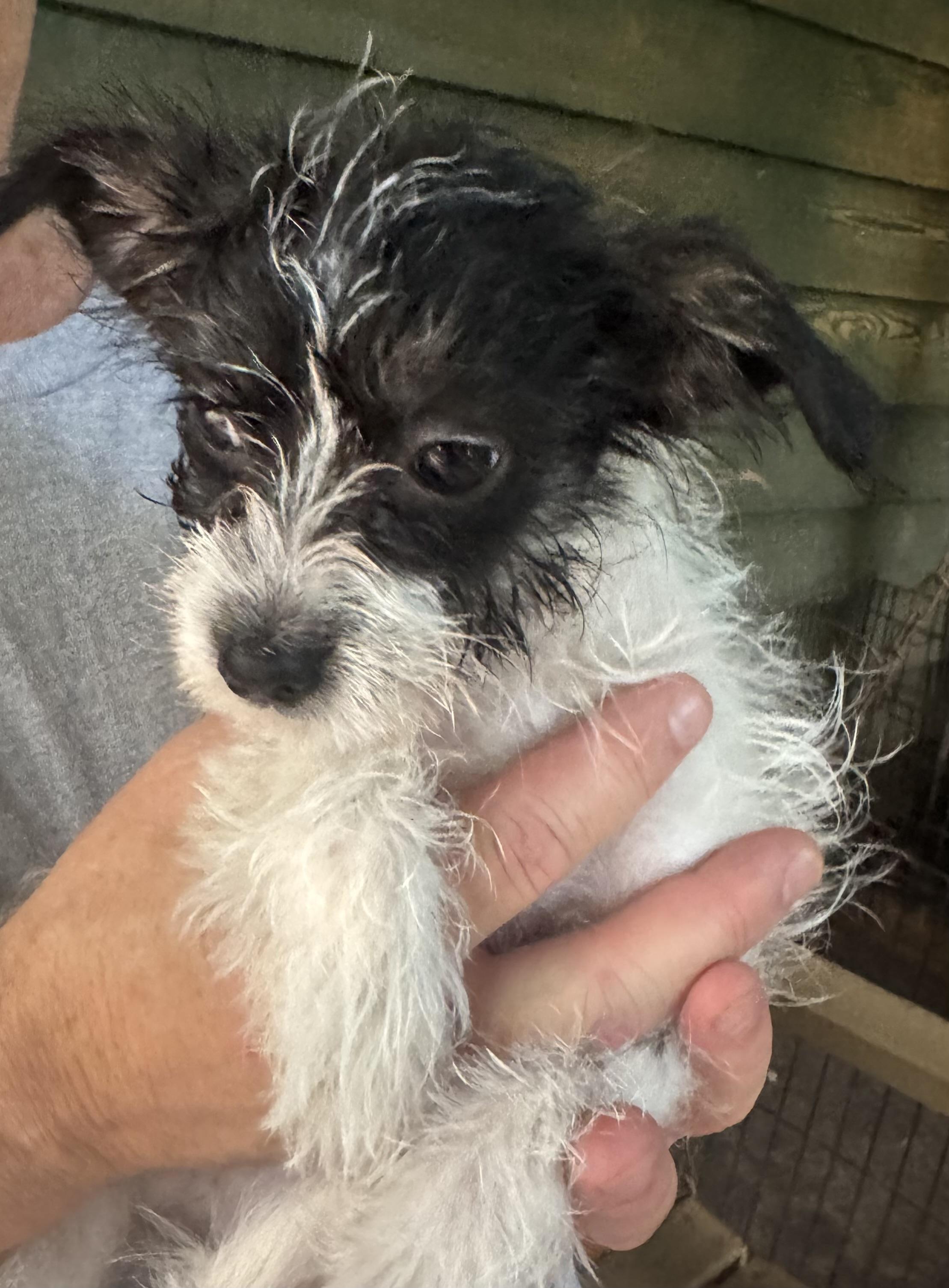 Star, a Adoptable mixed breed in Blue Ridge, GA image 3/4