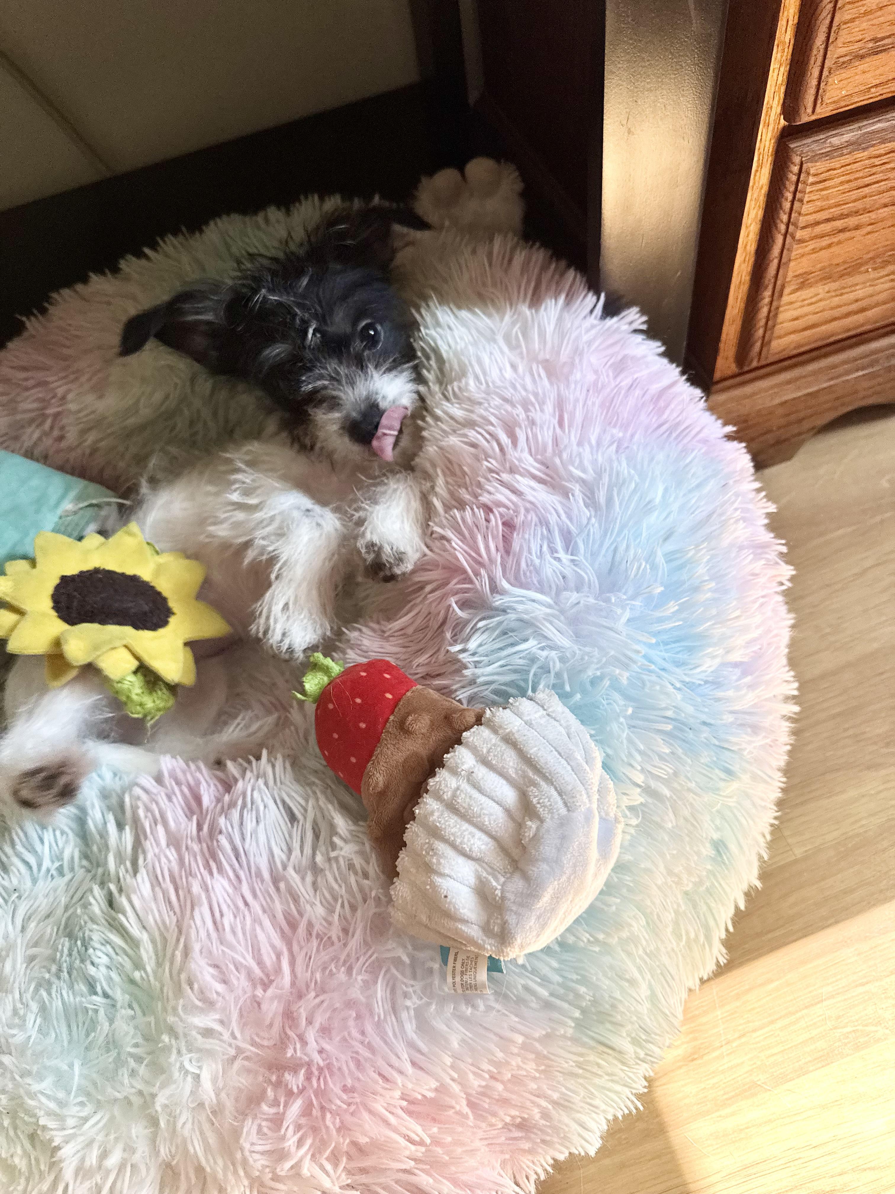 Star, a Adoptable mixed breed in Blue Ridge, GA image 4/4