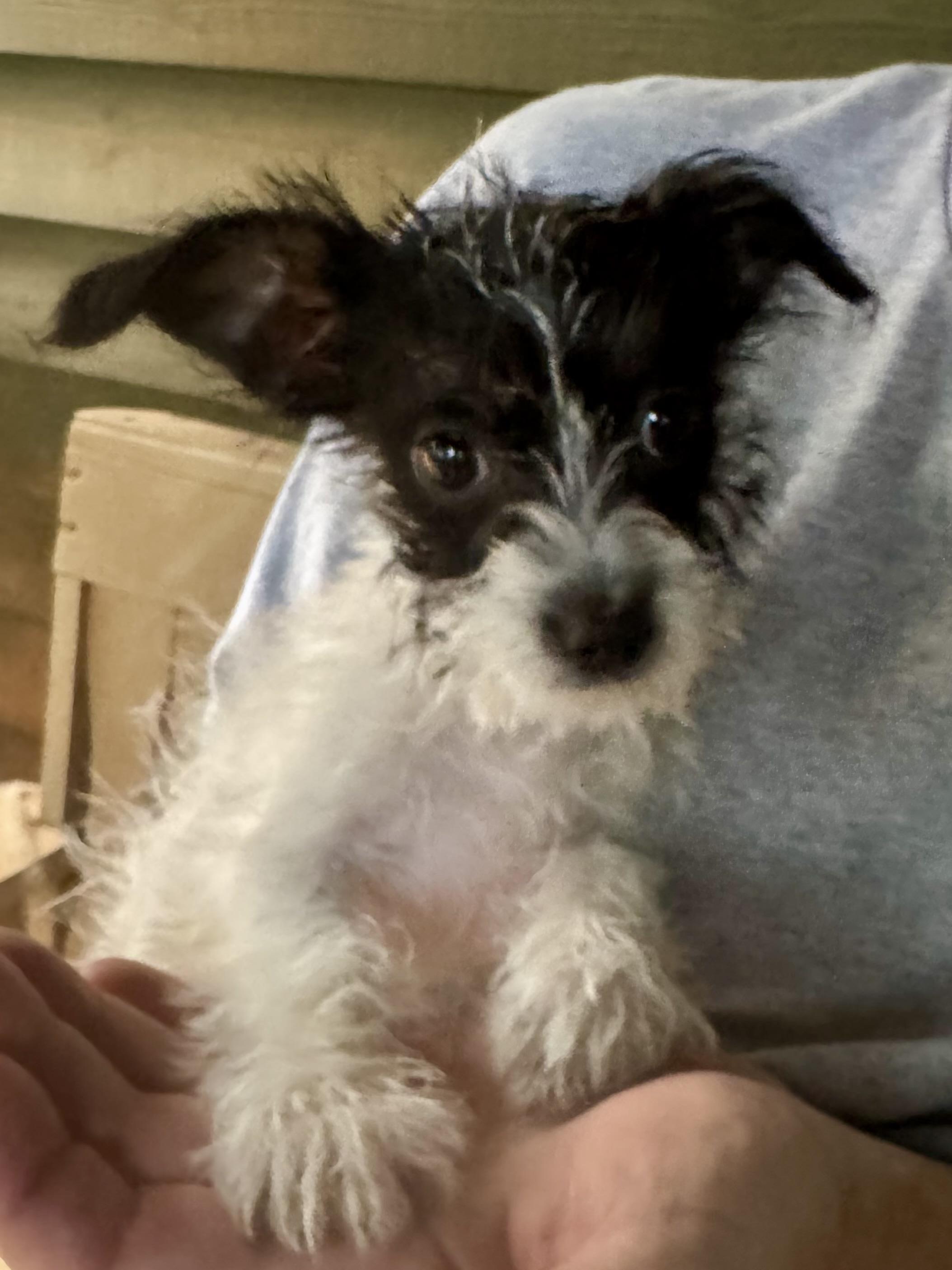 Star, Adoptable, Puppy Female Miniature Poodle & Chihuahua.