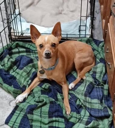 Enlarge Chico, a ADOPTABLE mixed breed in Albuquerque, NM image 1/1