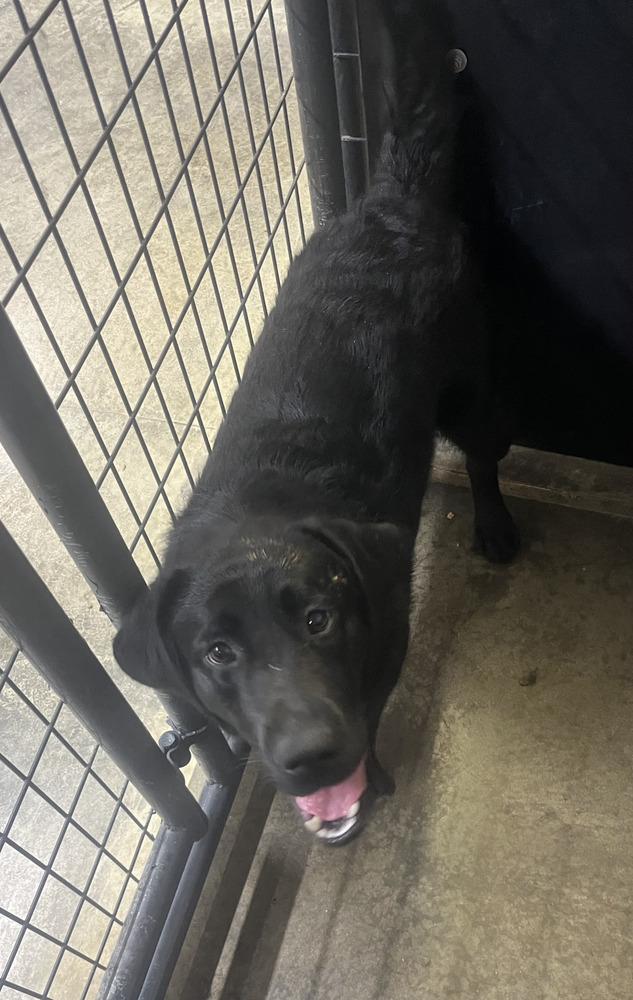Diamond Doll (Maxine), Adoptable, Young Female Labrador Retriever.