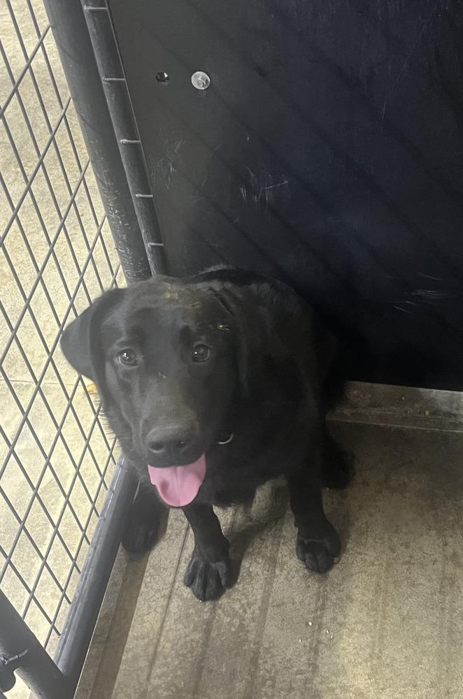 Enlarge Diamond Doll (Maxine), a Adoptable Labrador Retriever in Osgood, IN image 2/4