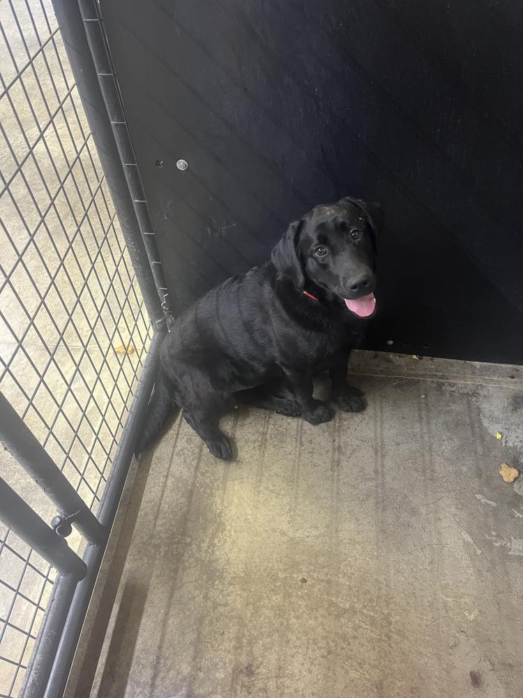 Enlarge Diamond Doll (Maxine), a Adoptable Labrador Retriever in Osgood, IN image 3/4