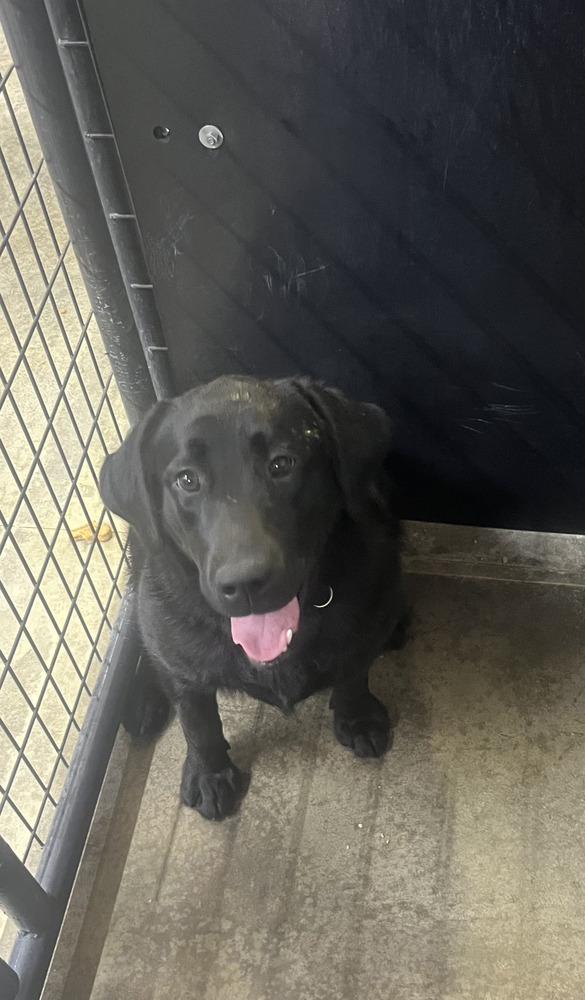 Enlarge Diamond Doll (Maxine), a Adoptable Labrador Retriever in Osgood, IN image 4/4
