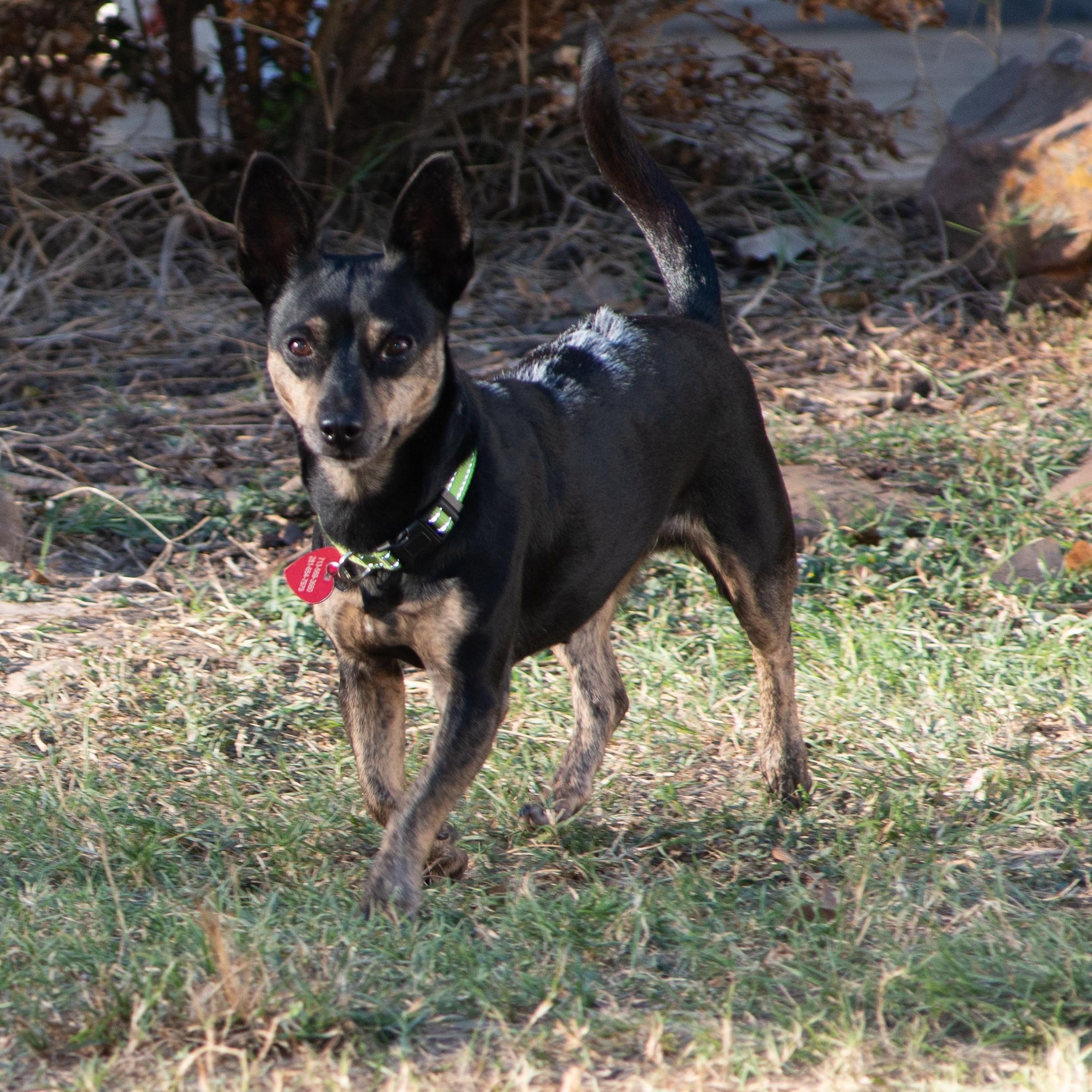 Snowcap, adopted, Adult Female Dachshund.