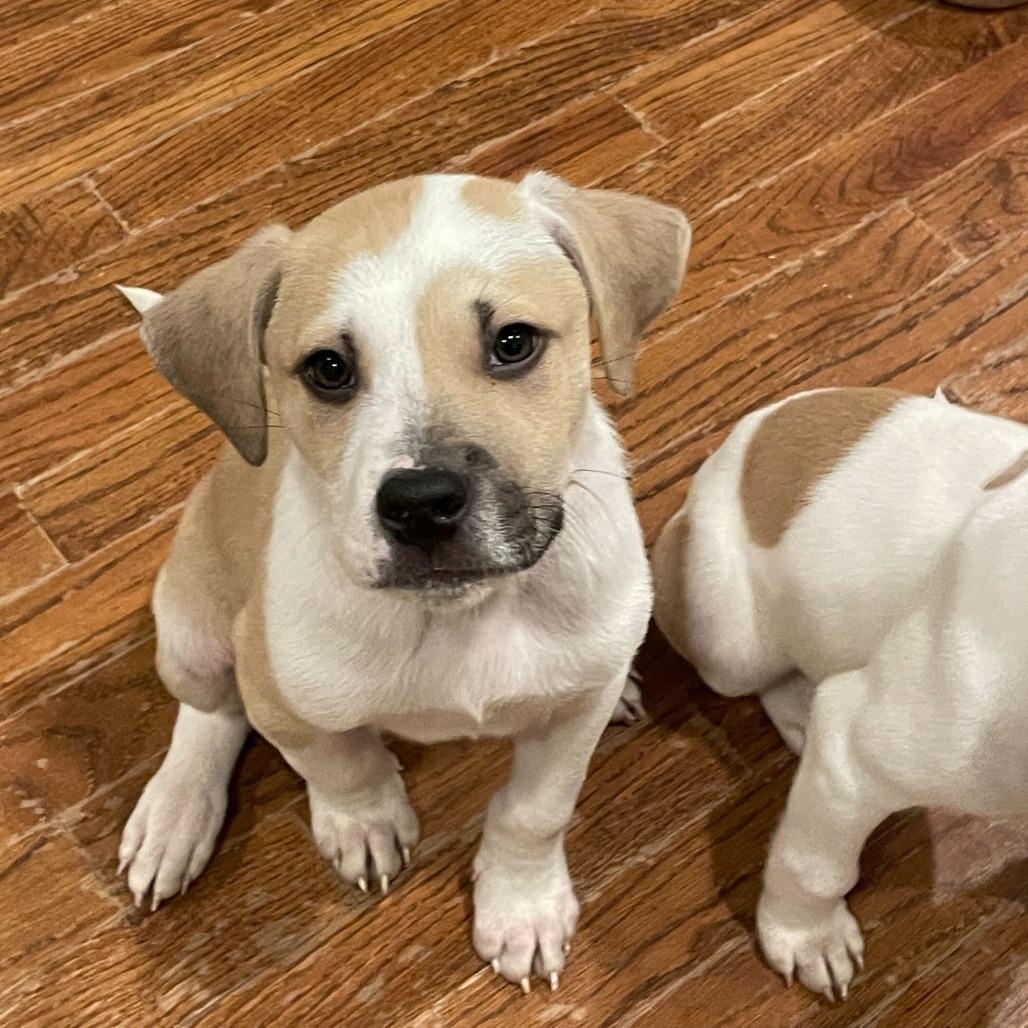 Enlarge Colt, a Adoptable Mixed Breed in Raleigh, NC image 1/2