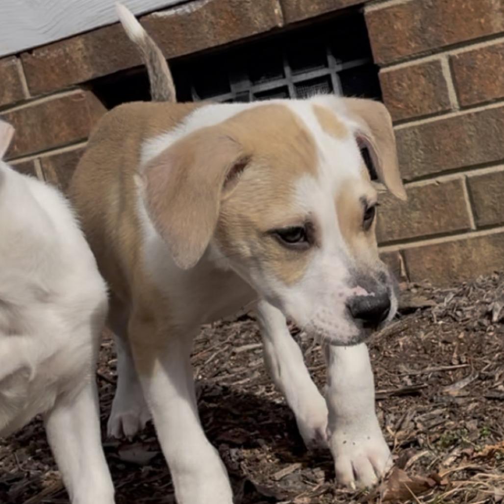 Enlarge Colt, a Adoptable Mixed Breed in Raleigh, NC image 2/2