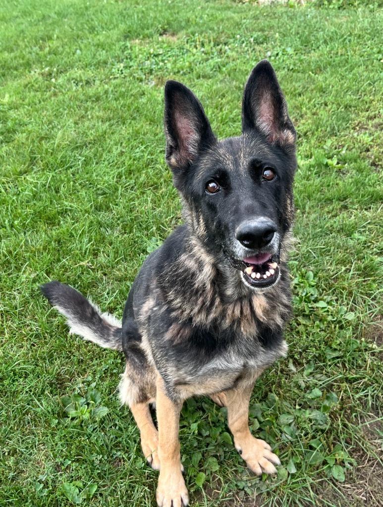 Greta, Adoptable, Senior Female German Shepherd Dog.