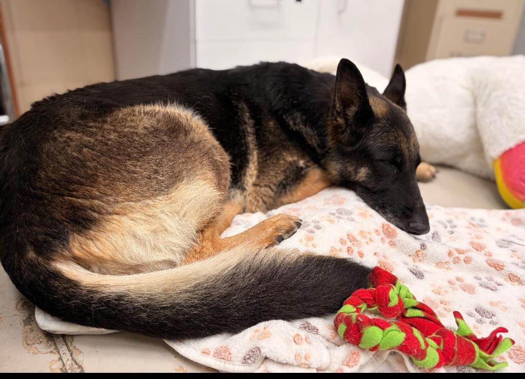 Enlarge Greta, a Adoptable German Shepherd Dog in Findlay, OH image 2/3