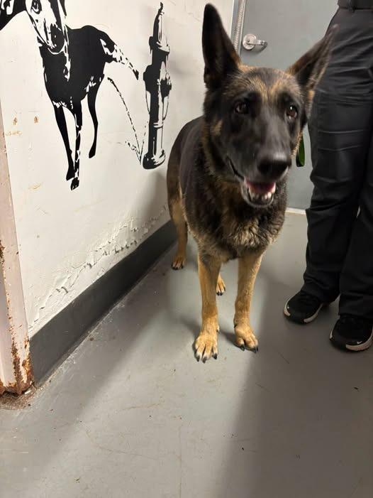 Enlarge Greta, a Adoptable German Shepherd Dog in Findlay, OH image 3/3