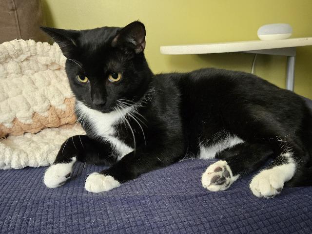 Toboggan thumbnail 2