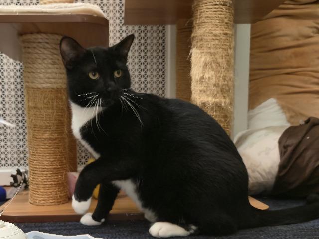 Toboggan thumbnail 3