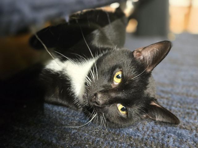 Toboggan thumbnail 4