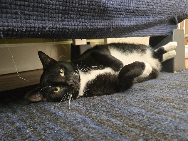 Toboggan thumbnail 5