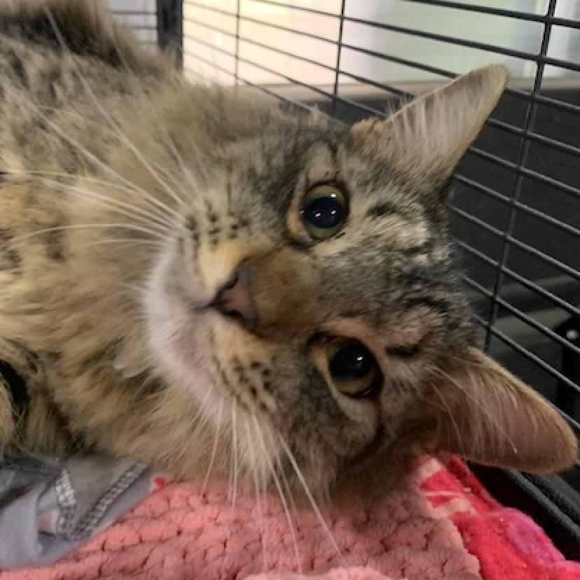 Cooter, Adoptable, Adult Male Domestic Medium Hair & Maine Coon.