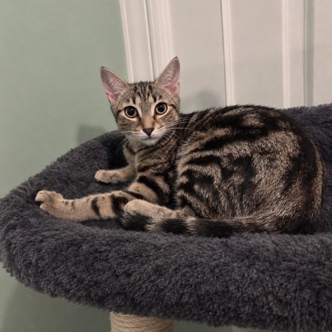 Honey, Adoptable, Kitten Female Domestic Short Hair & Tabby.