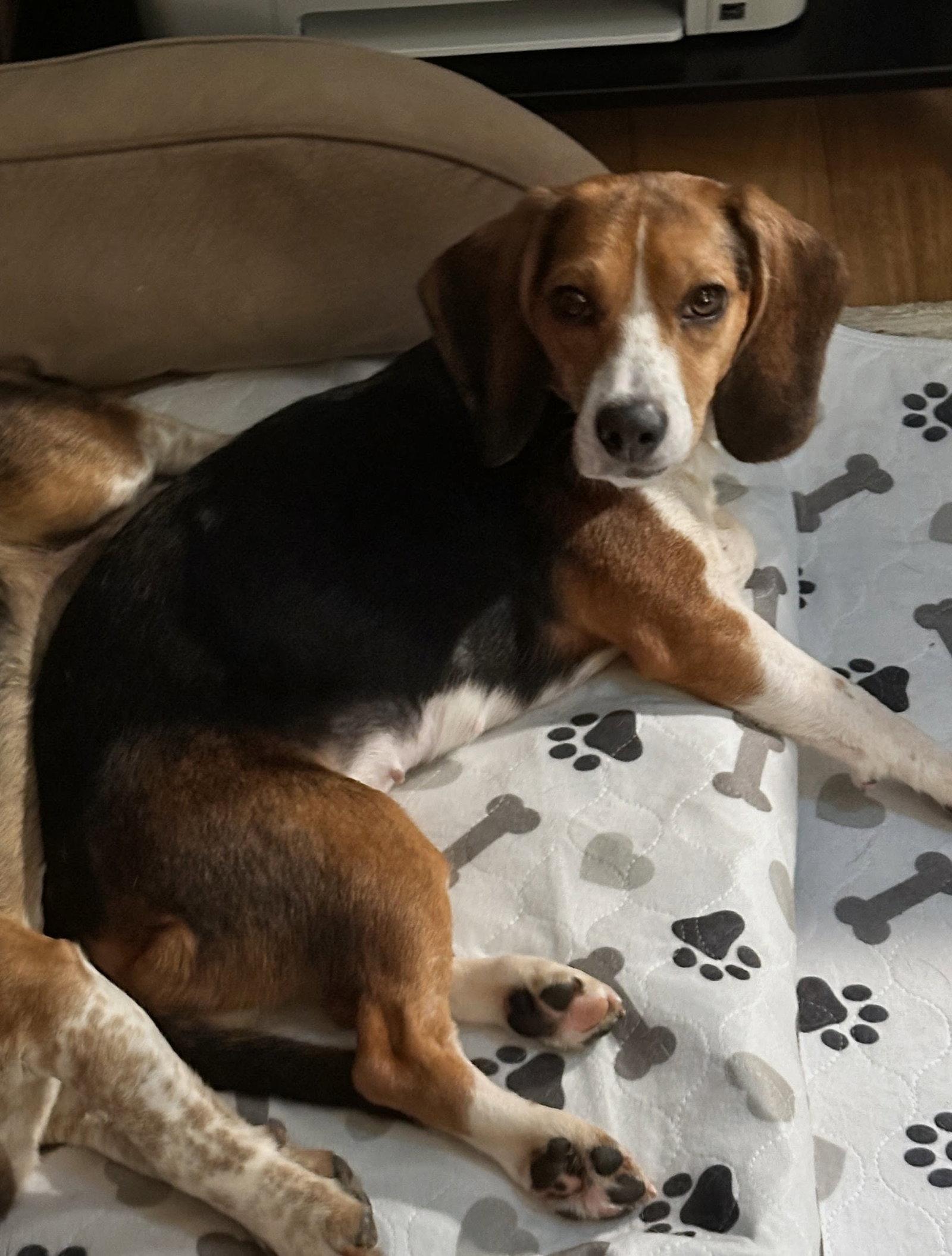 Enlarge Iris, a Adoptable Beagle in Dunnellon, FL image 1/3
