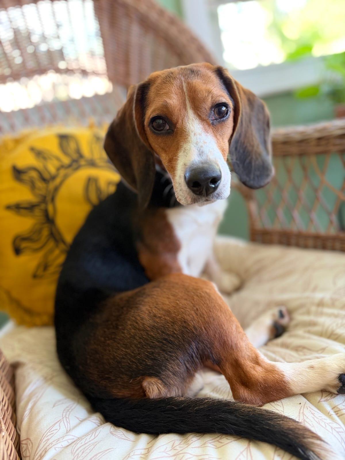 Enlarge Iris, a Adoptable Beagle in Dunnellon, FL image 2/3
