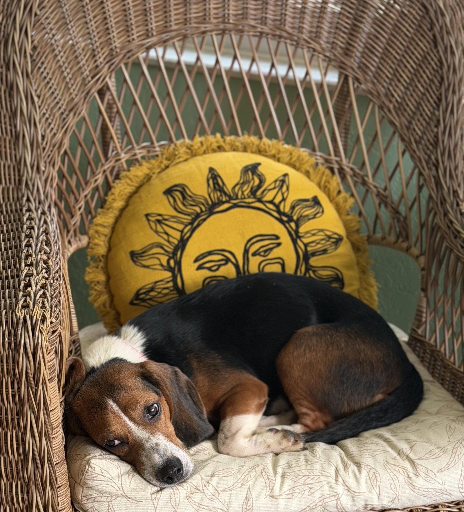 Enlarge Iris, a Adoptable Beagle in Dunnellon, FL image 3/3