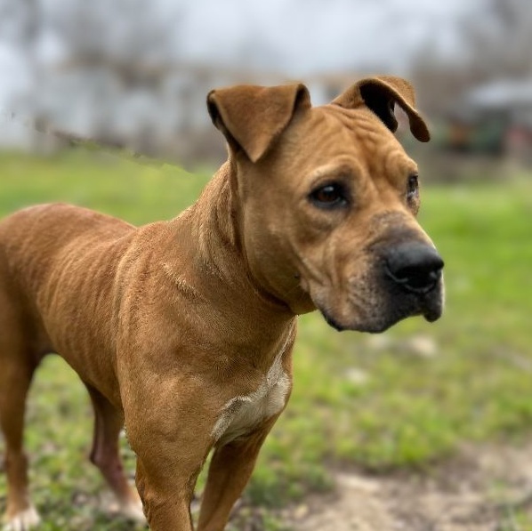 Spirit — thumbnail 3