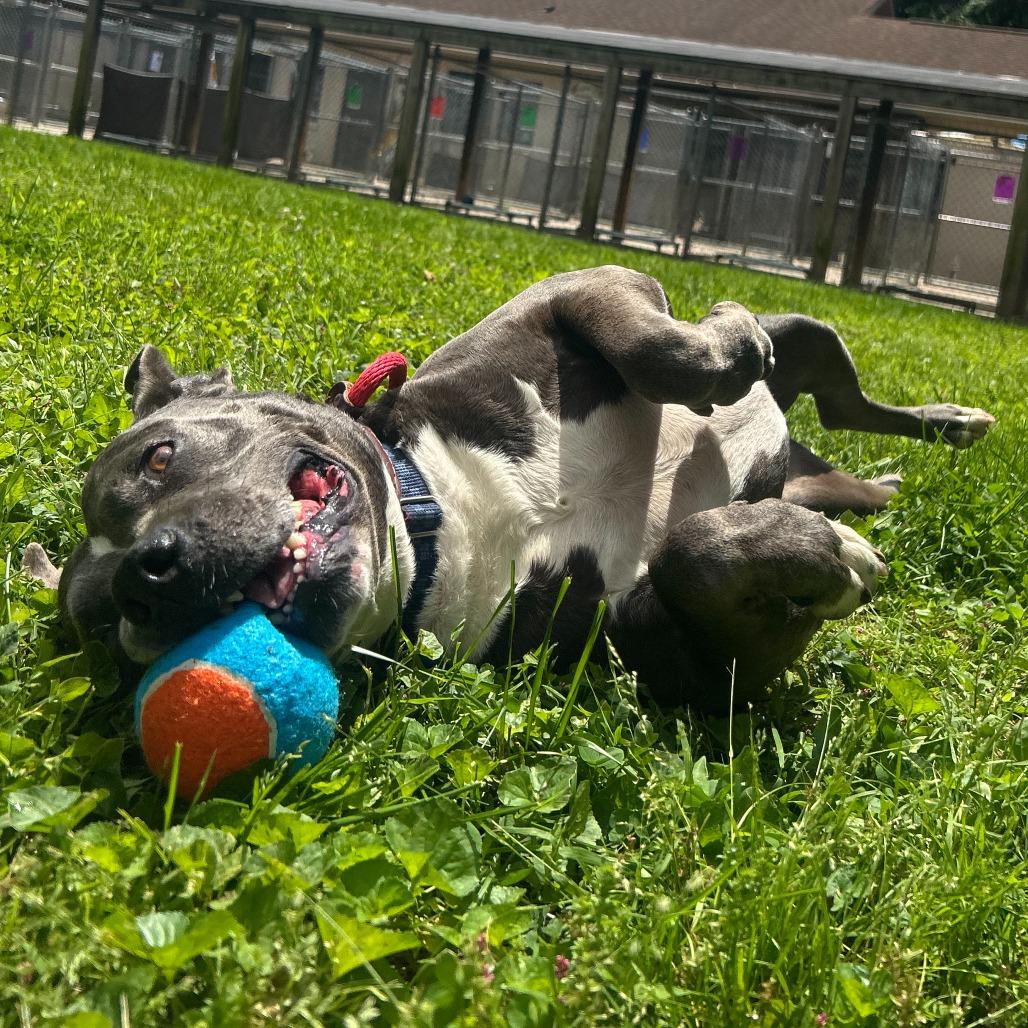 Sk8r Boi, a Adoptable Pit Bull Terrier in Louisville, KY image 1/6