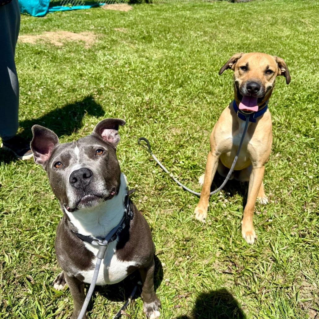 Sk8r Boi, a Adoptable Pit Bull Terrier in Louisville, KY image 2/6