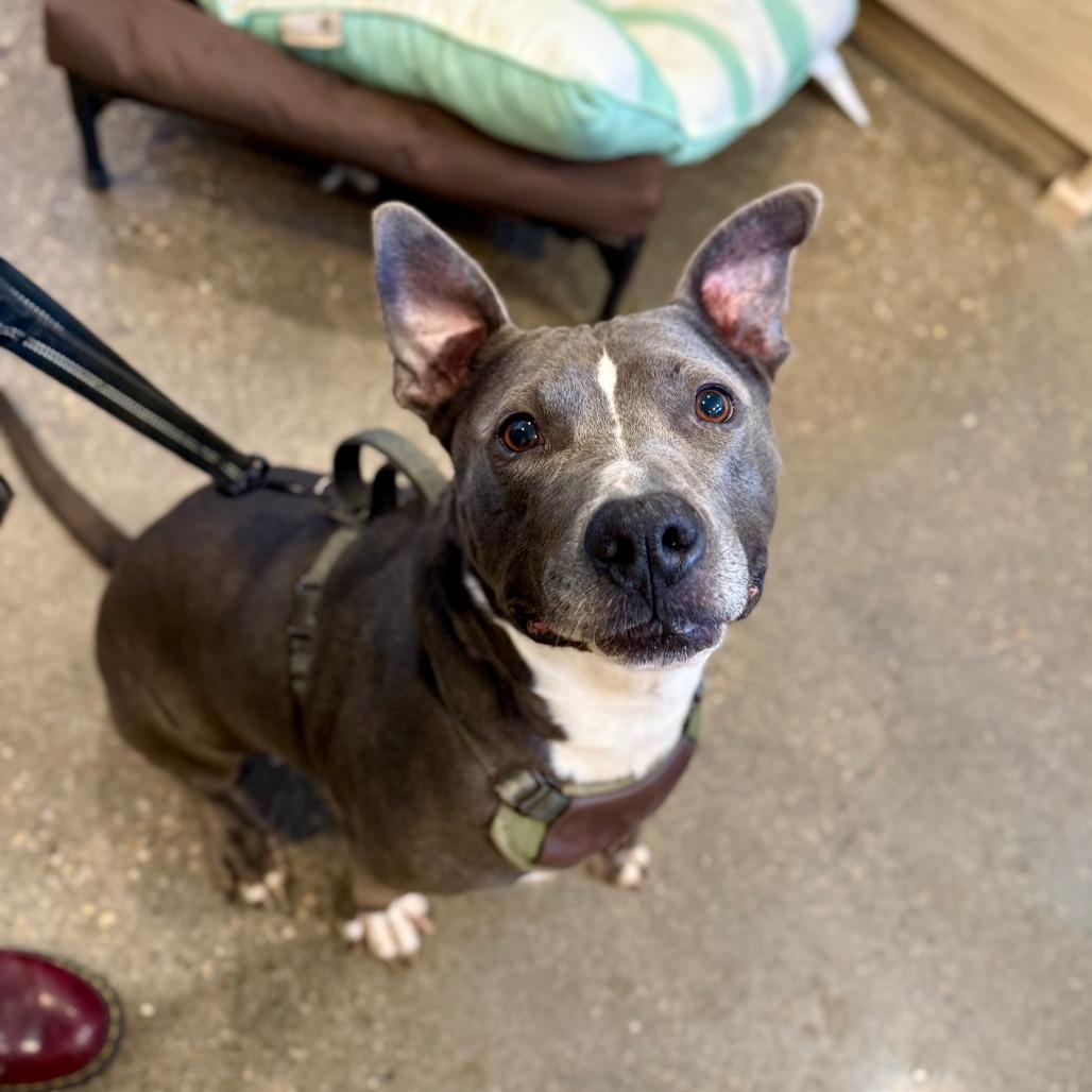 Sk8r Boi, a Adoptable Pit Bull Terrier in Louisville, KY image 3/6