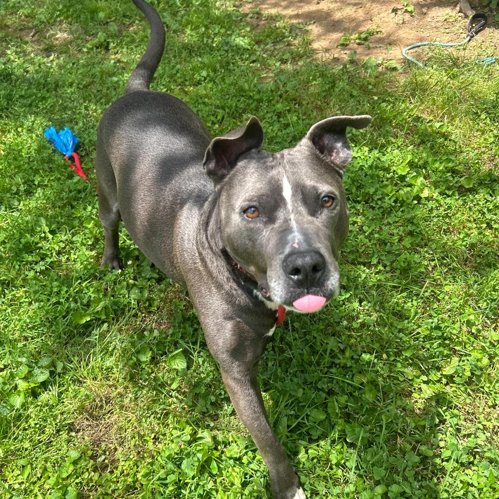 Sk8r Boi, a Adoptable Pit Bull Terrier in Louisville, KY image 4/6